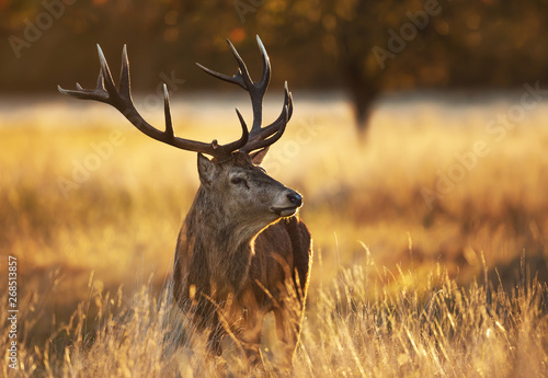 Portrait of a Red deer stag at sunrise