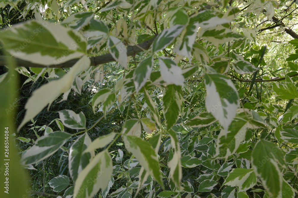 green plant in the garden green plant in the garden