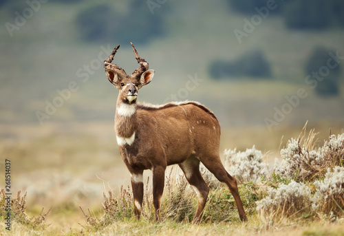 Close up of a Mountain Nyala standing in the grass