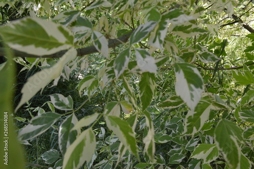 green plant in the garden
