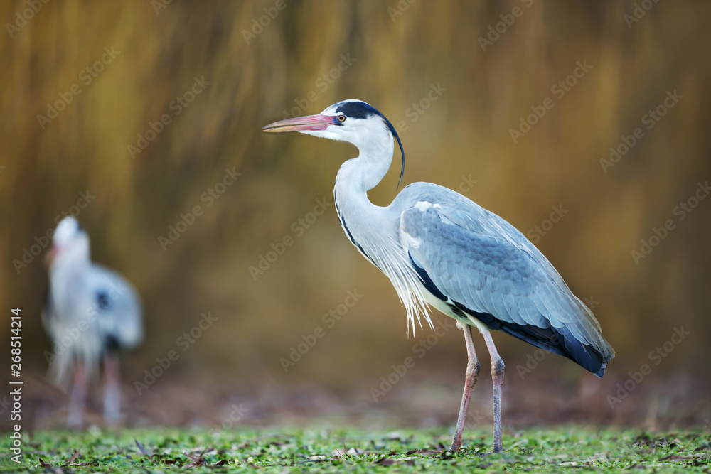 Close-up of a grey heron in wetlands Close-up of a grey heron in wetlands