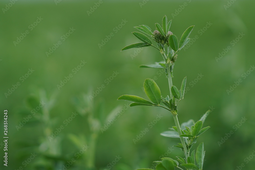 Green Alfalfa Field - Alfalfa Flowers Green Alfalfa Field - Alfalfa Flowers