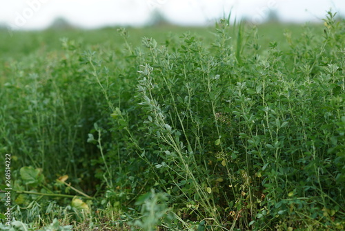 Green Alfalfa Field - Alfalfa Flowers