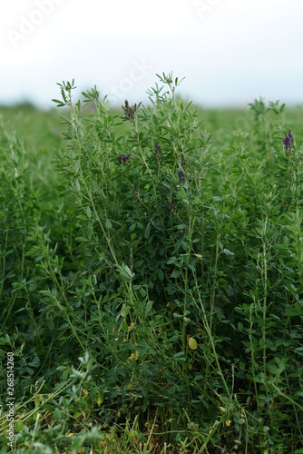Green Alfalfa Field - Alfalfa Flowers