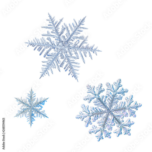 Three snowflakes isolated on white background. Macro photo of real snow crystals: elegant stellar dendrites with ornate shapes, hexagonal symmetry, glossy relief surface and complex details inside.