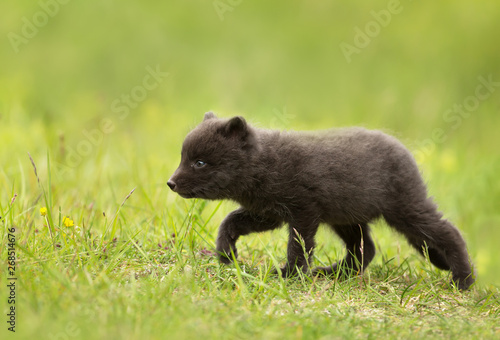 Close up of Arctic Fox cub in meadow