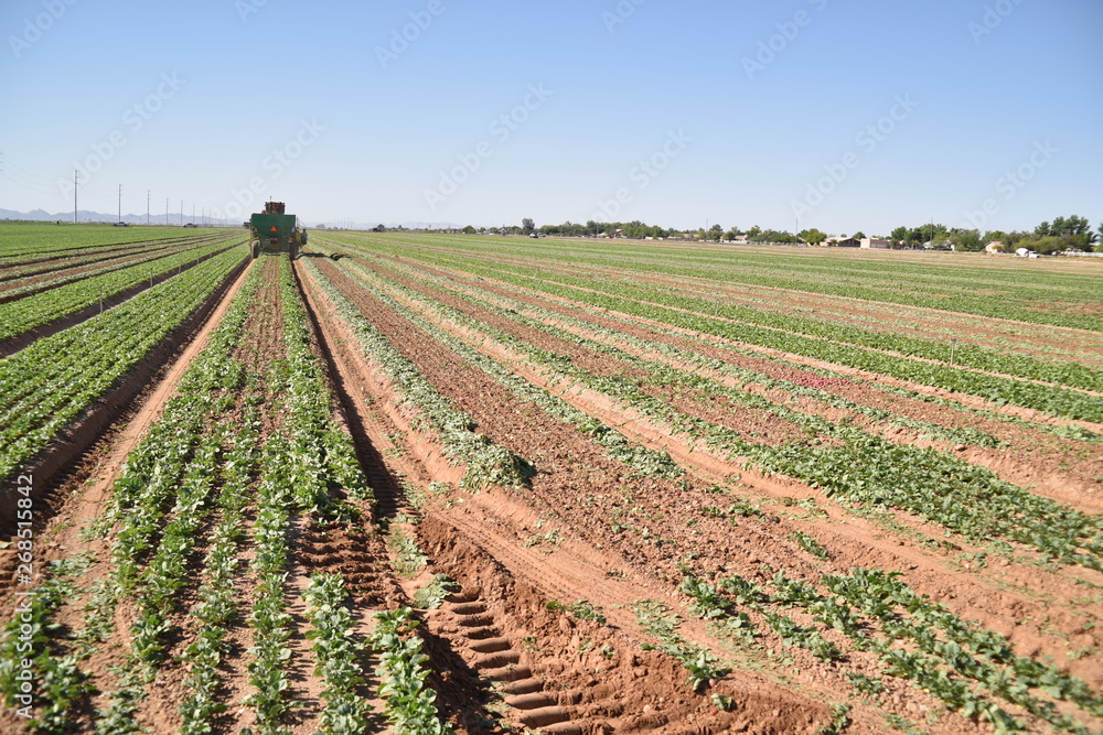Arizona harvest of radish field