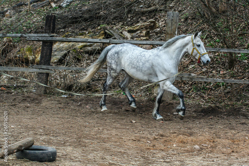 2010.04.17, Istra, Russia. Beautiful horse running about circle. Cute pets close up.