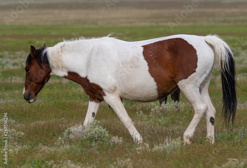 Wild Horse in Spring in the Utah Desert © natureguy