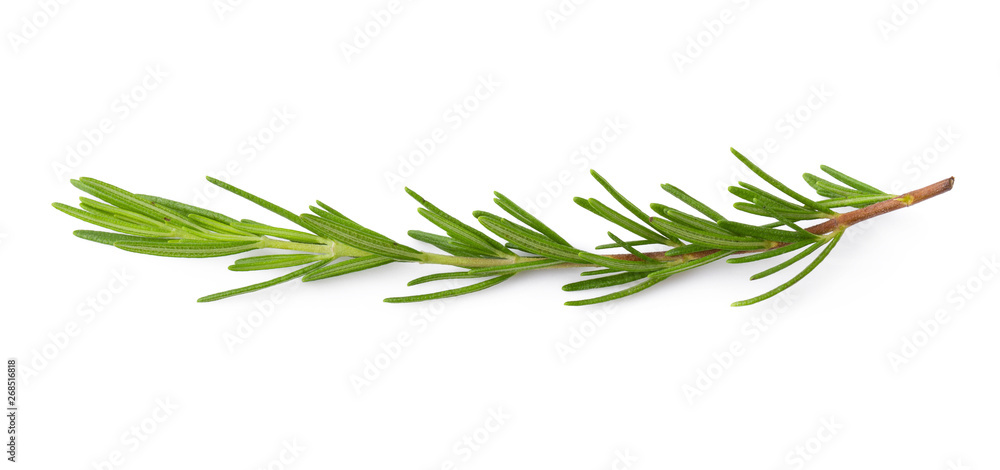 Fresh Rosemary isolated on a white background Fresh Rosemary isolated on a white background