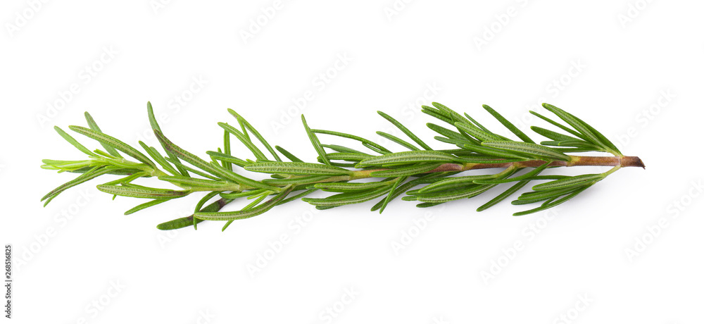 Fresh Rosemary isolated on a white background Fresh Rosemary isolated on a white background