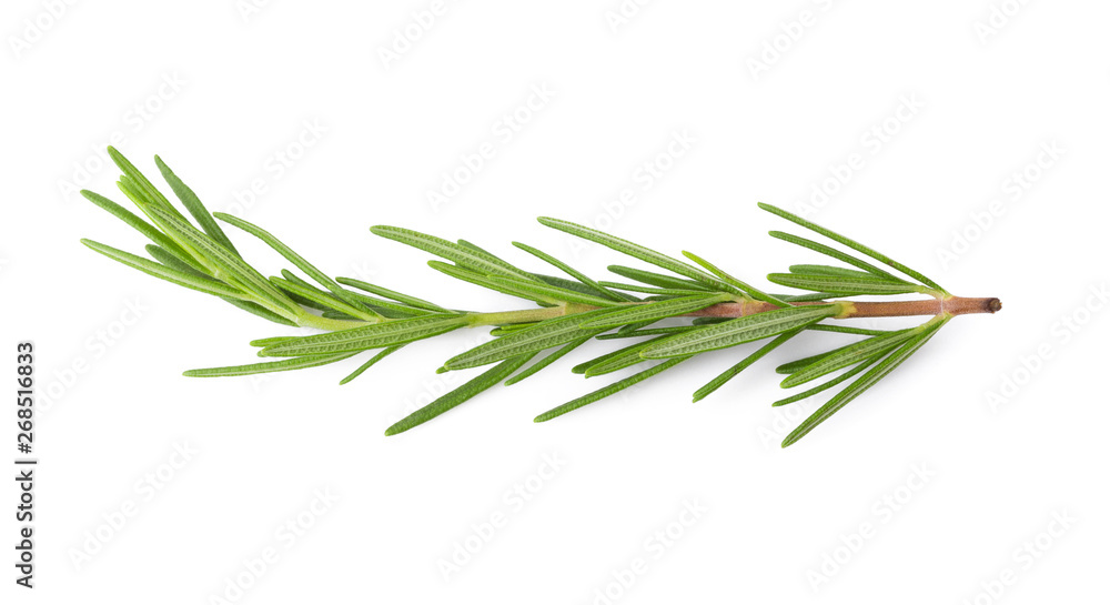 Fresh Rosemary isolated on a white background