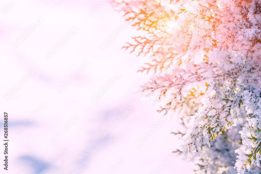 Winter Christmas scenic background. Snow landscape with thuja branches covered with snow and sunlight through the