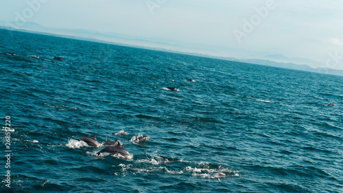 Hundreds of dolphins swimming next to our boat in Mirissa  Sri Lanka