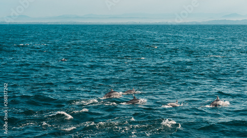 Hundreds of dolphins swimming next to our boat in Mirissa, Sri Lanka