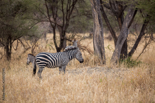 Zebra  Equus quagga 