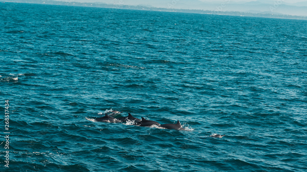Hundreds of dolphins swimming next to our boat in Mirissa, Sri Lanka
