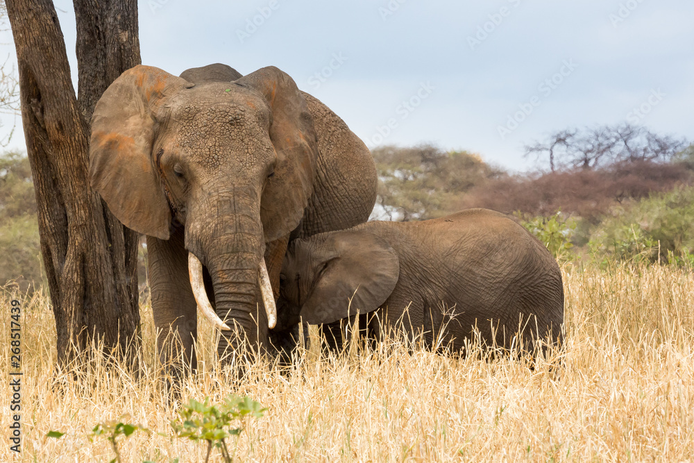 Obraz premium Elefant - Loxodonta africana