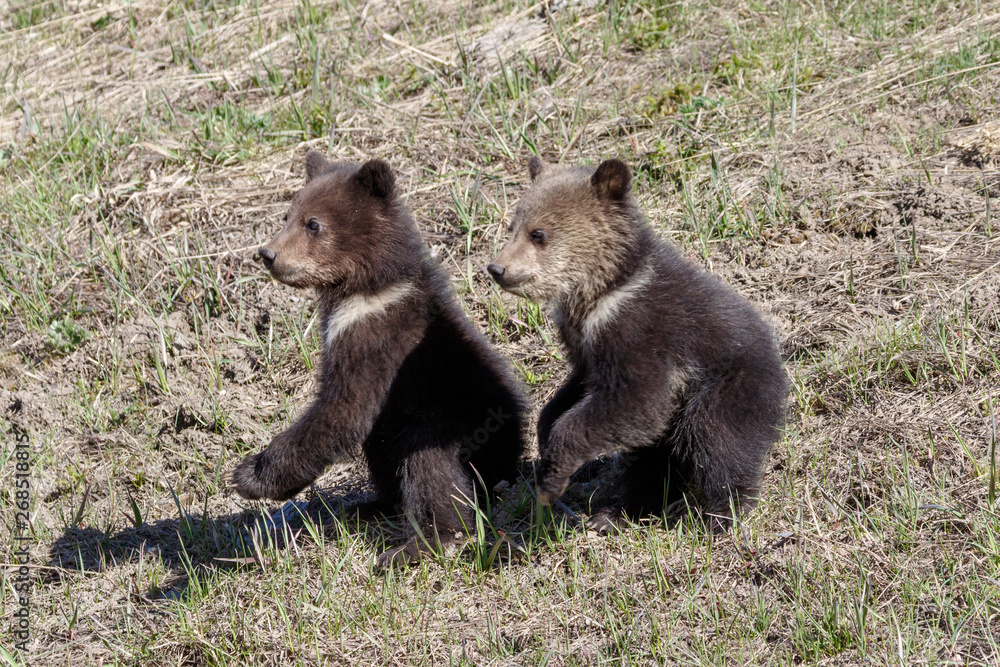 Fototapeta premium Grizzly bear cubs