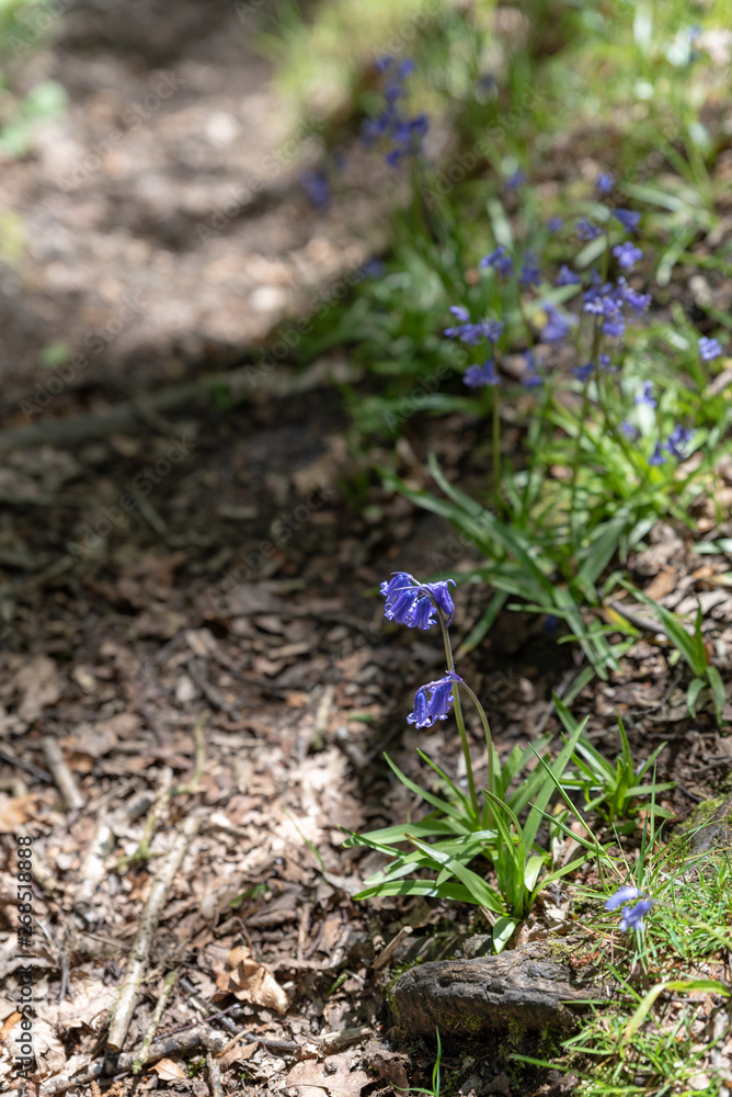 Brightly colored sunlit purple bluebell flowers against a natural green background, using a shallow depth of field.. Brightly colored sunlit purple bluebell flowers against a natural green background, using a shallow depth of field..