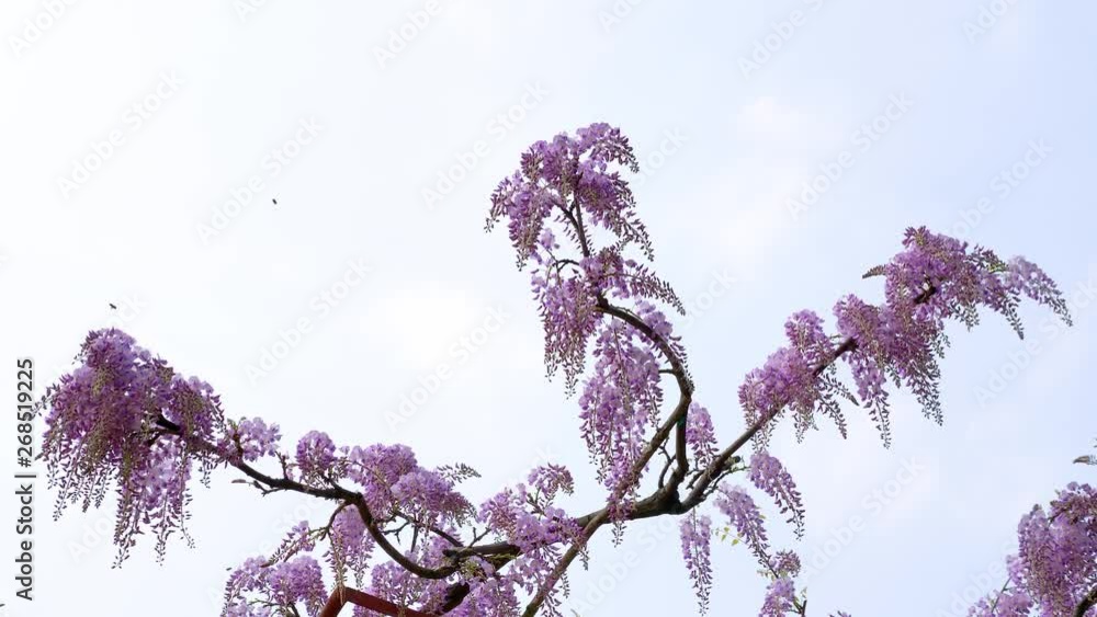 Spring flowers series, beautiful wisteria trellis waving in the wind