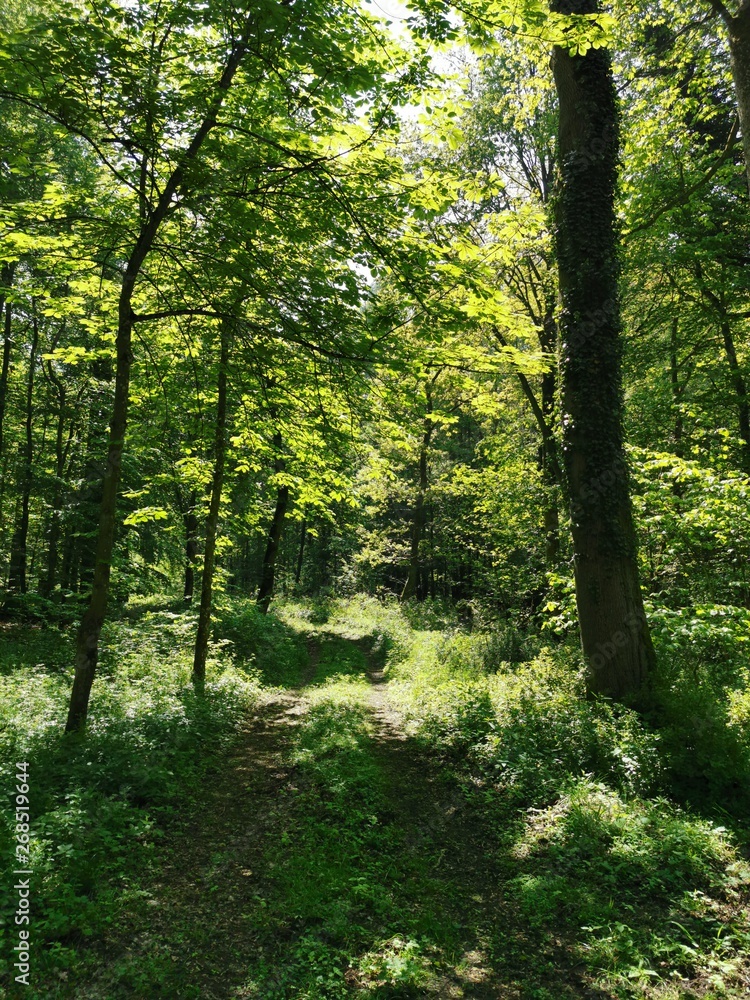 Obraz premium path in the forest