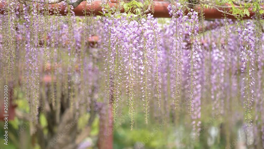 Spring flowers series, beautiful wisteria trellis waving in the wind