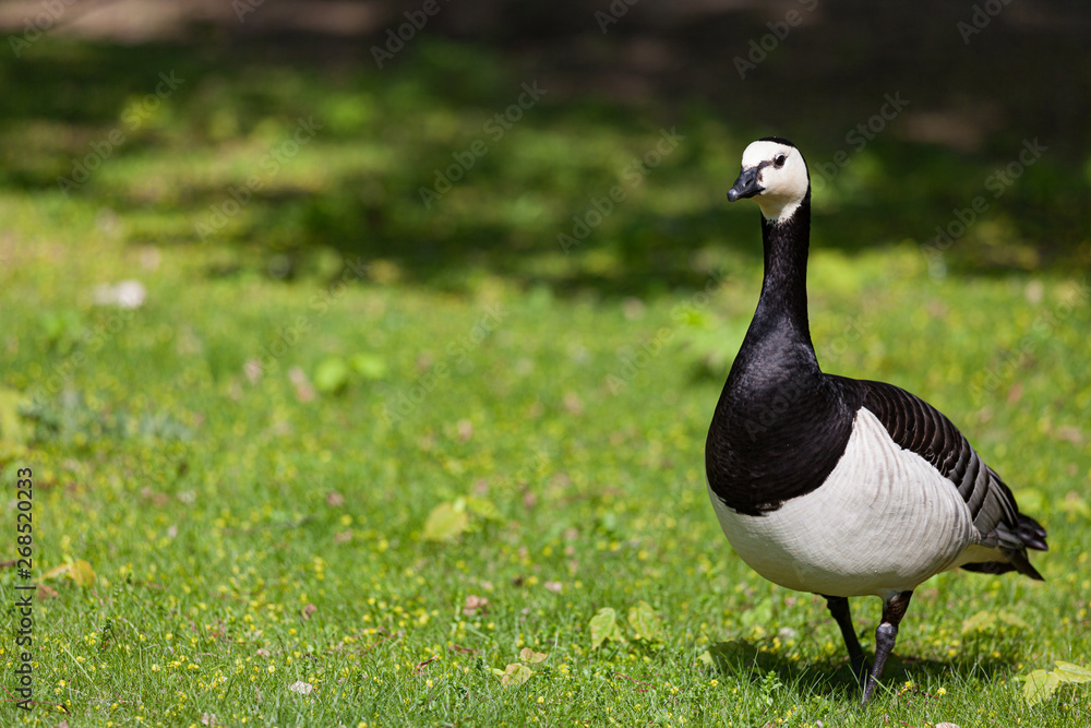 Obraz premium Barnacle goose in the grass outdoors