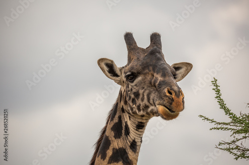 Fototapeta Naklejka Na Ścianę i Meble -  Giraffe (Giraffa)