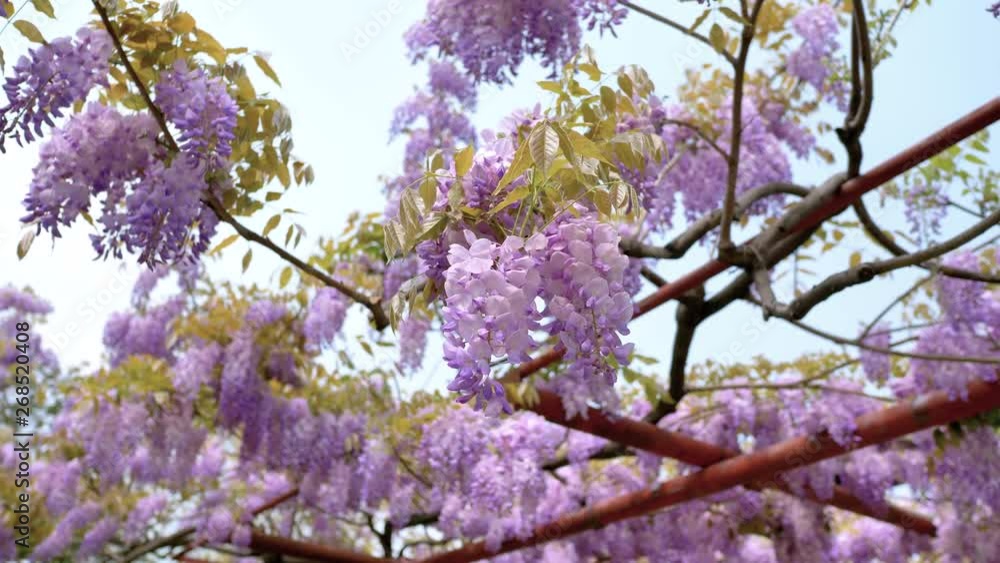 Spring flowers series, beautiful wisteria trellis waving in the wind, Wisteria sinensis (Chinese wisteria) is woody, deciduous, perennial climbing vine in genus Wisteria. Spring flowers series, beautiful wisteria trellis waving in the wind, Wisteria sinensis (Chinese wisteria) is woody, deciduous, perennial climbing vine in genus Wisteria.