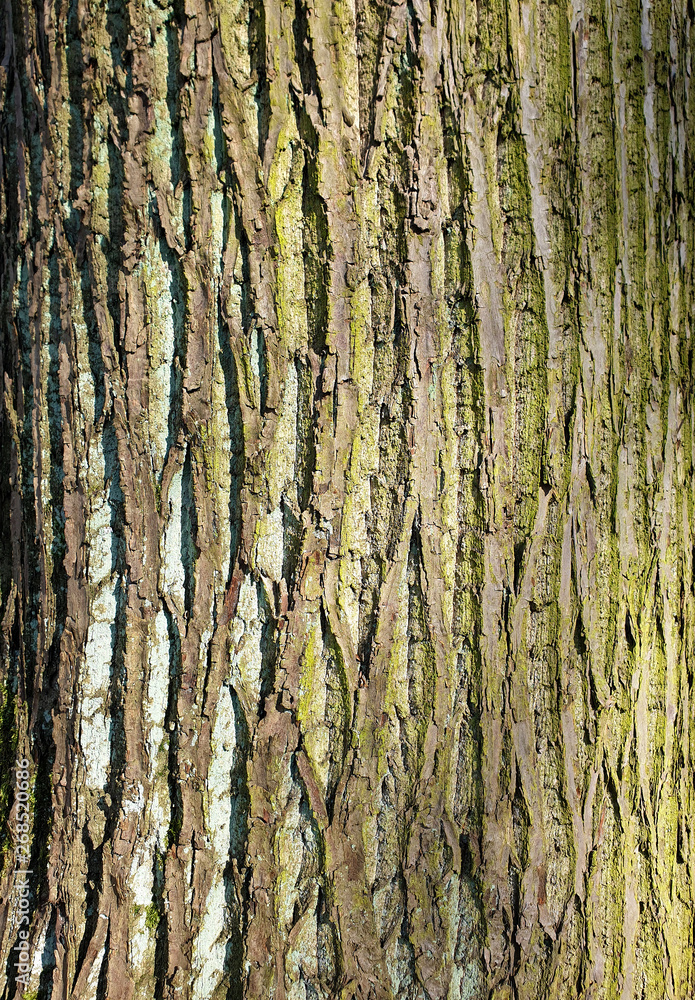 Ecorce d'un arbre aux motifs texturés Ecorce d'un arbre aux motifs texturés