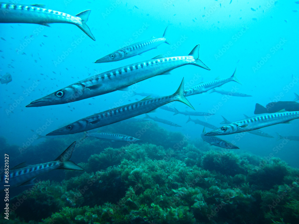 Fototapeta premium Underwater photo of schools of barracudas at Isla Hormigas - Cabo de Palos - Spain