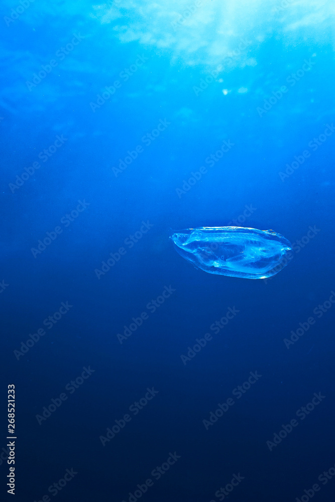 Underwaterphoto of a comb jellyfish off the coast of the Island El Hierro - Spain - in the Atlantic ocean. Underwaterphoto of a comb jellyfish off the coast of the Island El Hierro - Spain - in the Atlantic ocean.