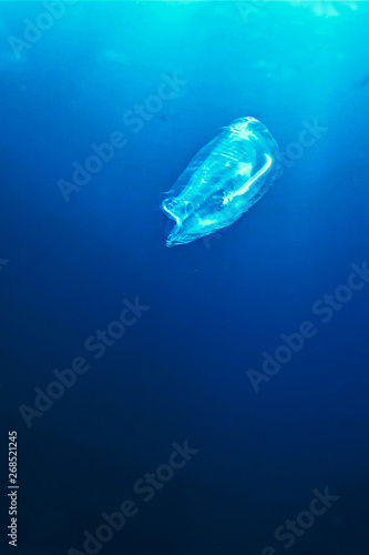 Underwaterphoto of a comb jellyfish off the coast of the Island El Hierro - Spain - in the Atlantic ocean.