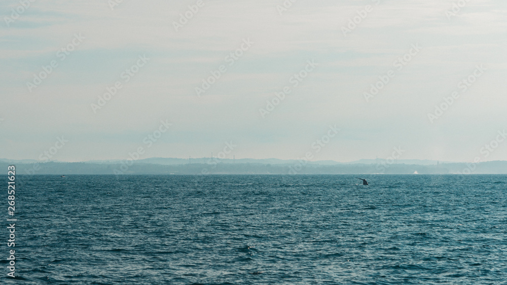 Blue whale body in the faraway ocean in Mirissa, Sri Lanka Blue whale body in the faraway ocean in Mirissa, Sri Lanka
