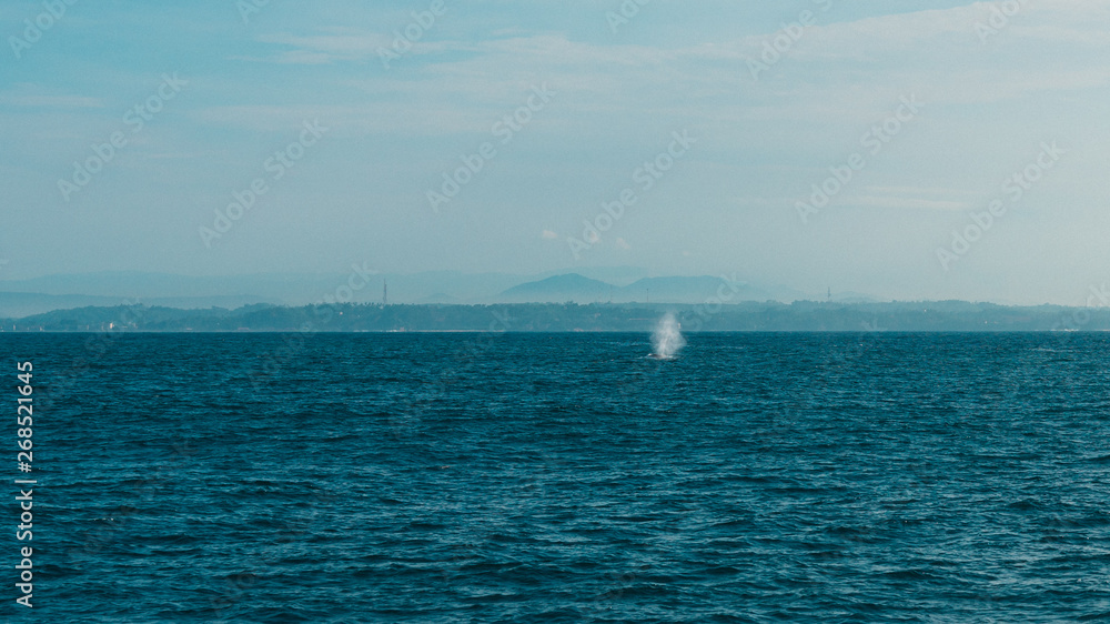 Wild blue whale breathe through blowhole in the ocean in Mirissa, Sri Lanka
