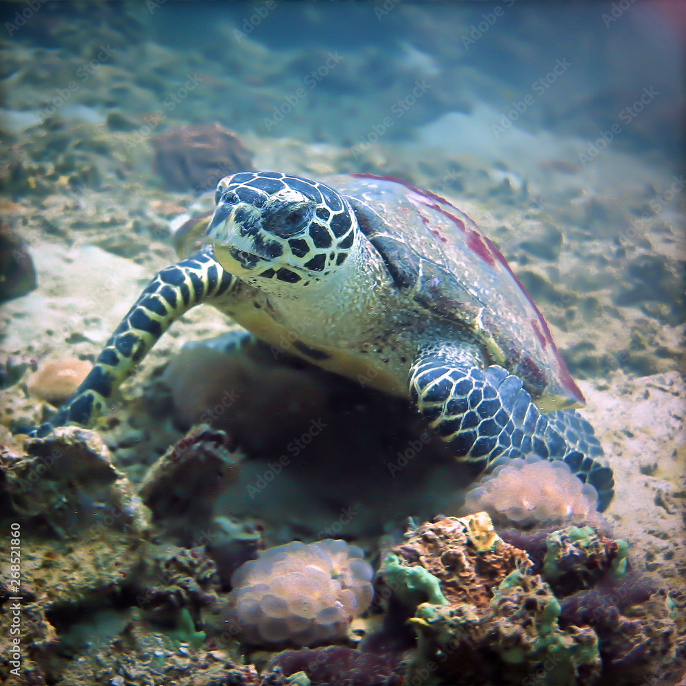 Fototapeta premium Underwaterphoto of Turtle eating at the coral reef 
