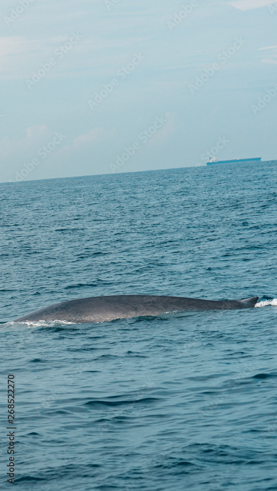 Fototapeta premium Wild blue whale shows body in the ocean in Mirissa, Sri Lanka