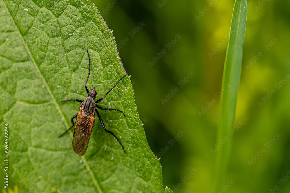 Fototapeta premium Nature