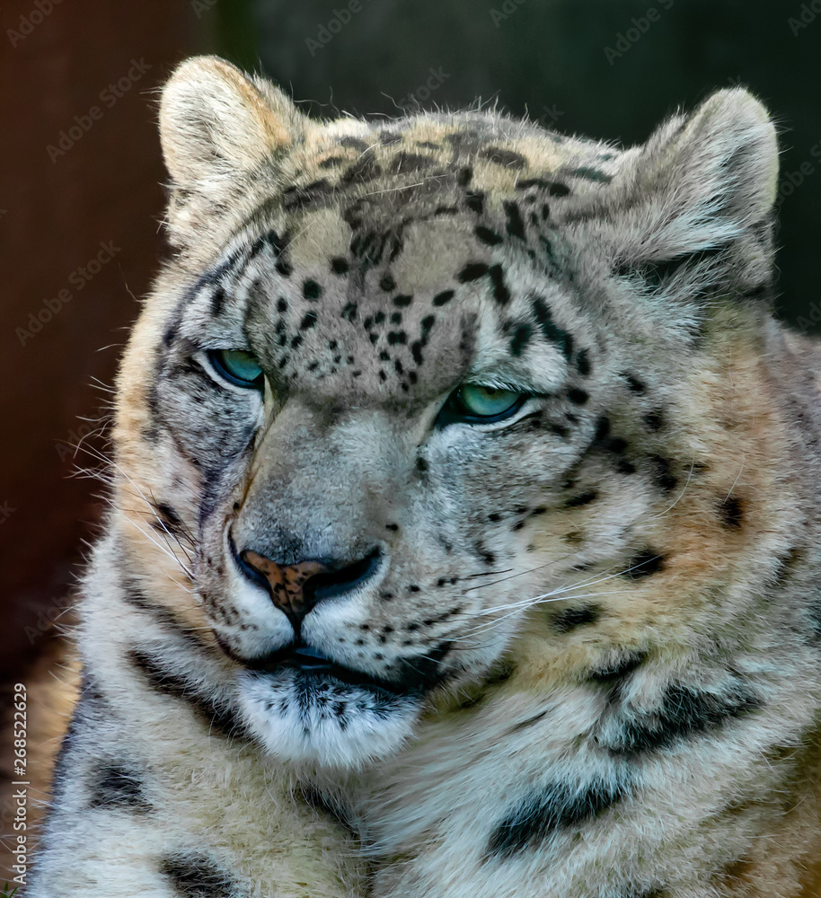 Fototapeta premium portrait of a snow leopard