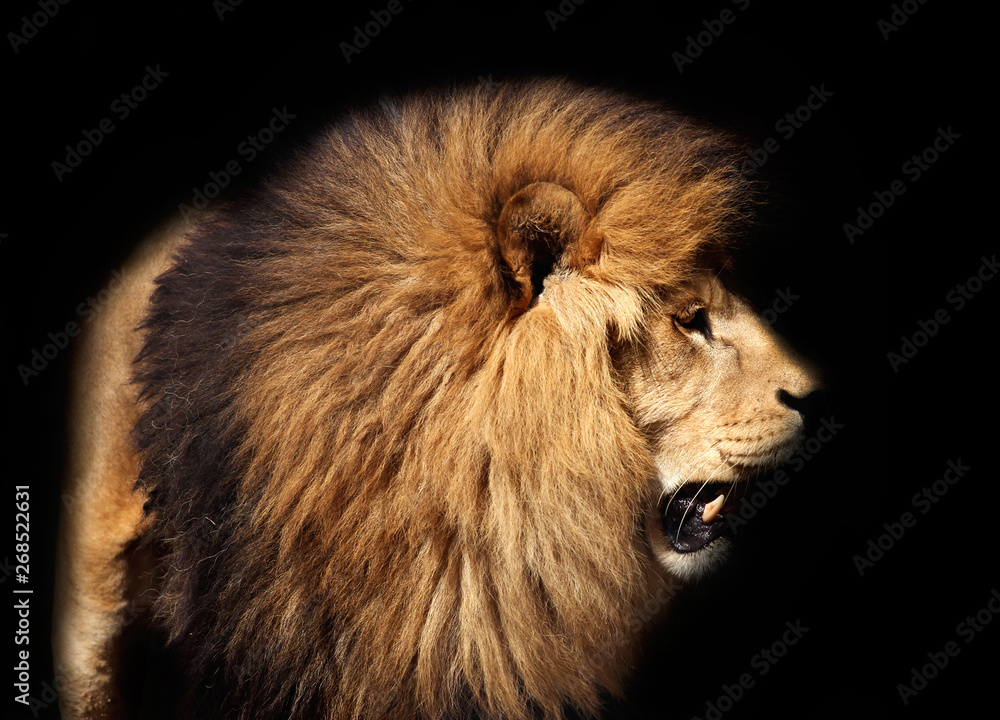 lion in front of black background