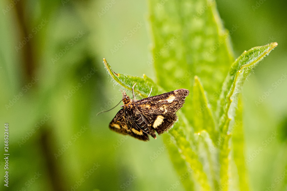 Obraz premium Nature