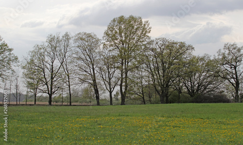 a group trees in a field