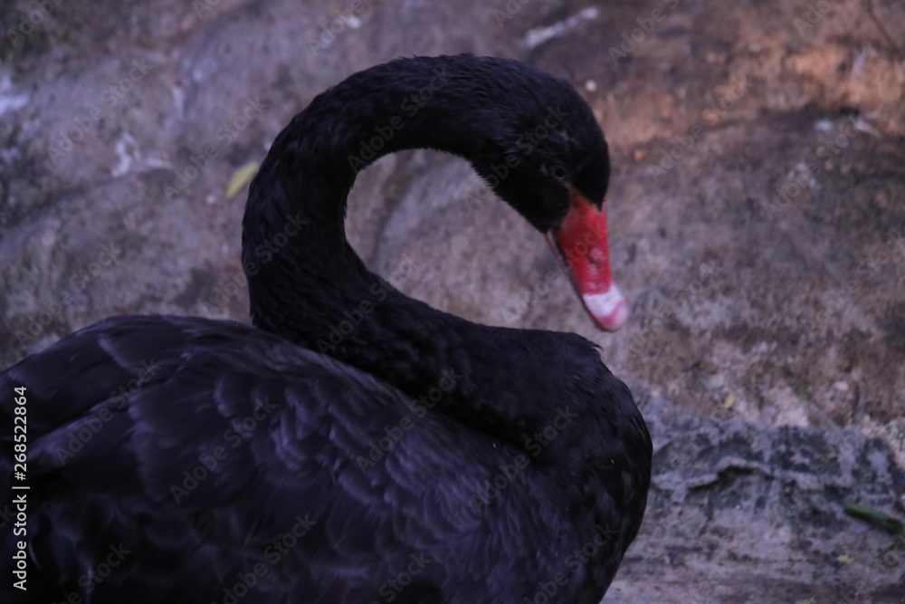 Fototapeta premium colombia