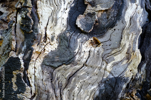 Formen der Natur an einem Baumstamm