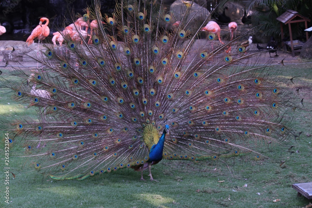 Obraz premium colombia