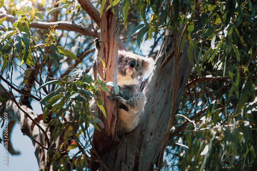 Fototapeta Naklejka Na Ścianę i Meble -  Koala in a tree in the Great Ocean Road, Australia