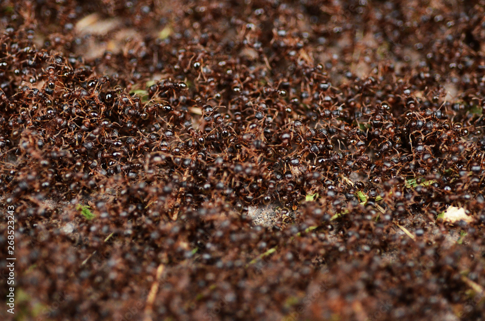 ANT WAR ANT WAR