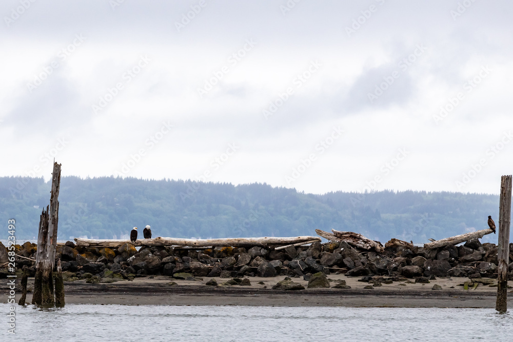 Two Bald Eagles Sit on A Driftwood Log on Jetty Island