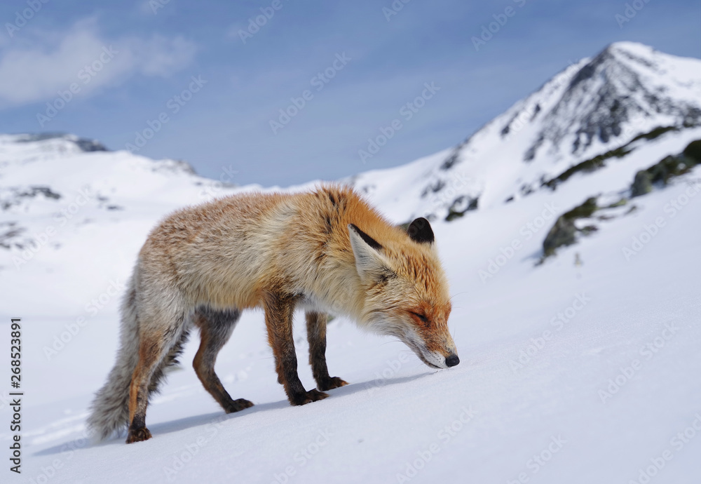 Fototapeta premium Wild fox in winter natural habitat
